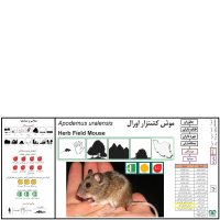 گونه موش صحرایی آرال Herb Filed Mouse  